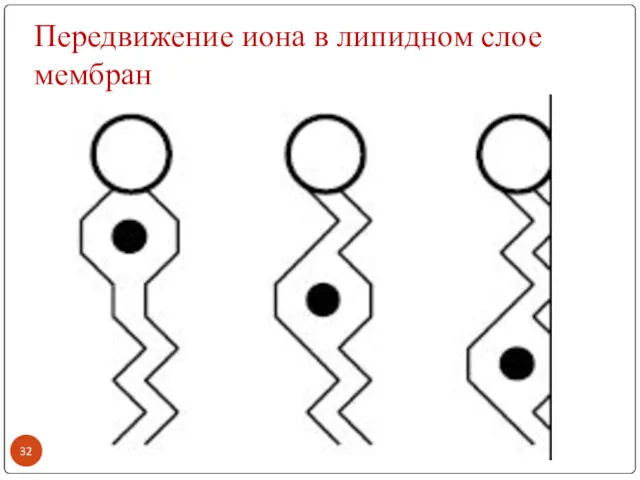 Передвижение иона в липидном слое мембран