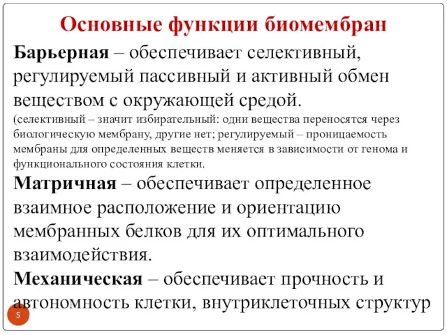 Основные функции биомембран Барьерная – обеспечивает селективный, регулируемый пассивный и