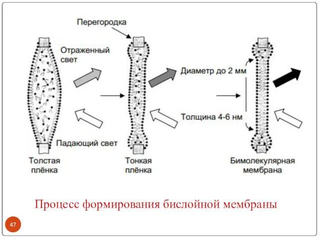 Процесс формирования бислойной мембраны