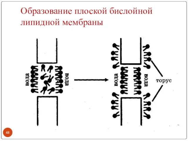 Образование плоской бислойной липидной мембраны