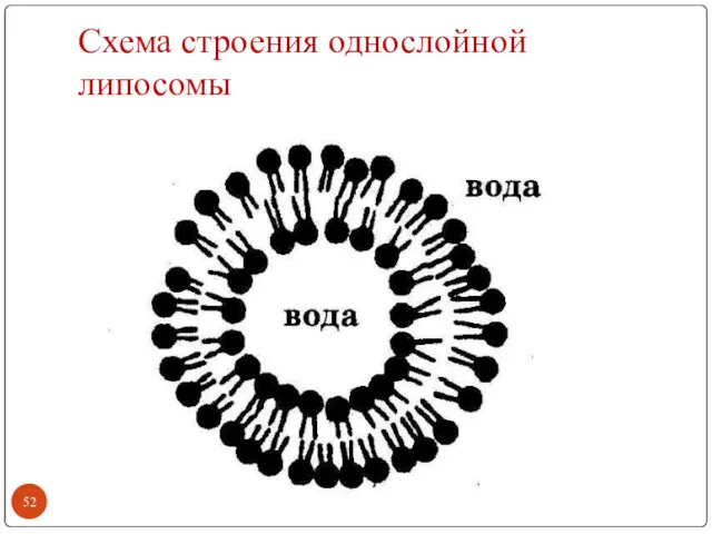 Схема строения однослойной липосомы