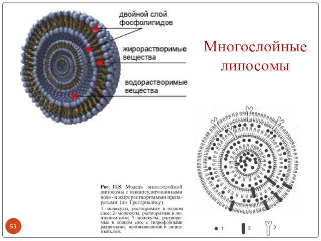 Многослойные липосомы