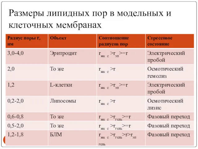 Размеры липидных пор в модельных и клеточных мембранах