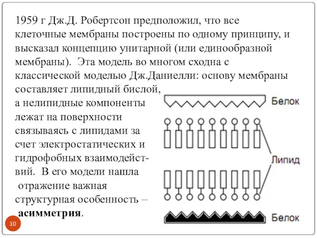 1959 г Дж.Д. Робертсон предположил, что все клеточные мембраны построены