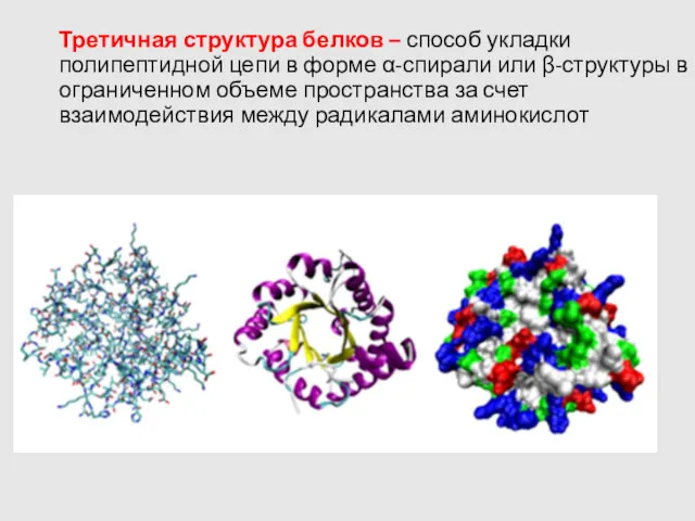 Третичная структура белков – способ укладки полипептидной цепи в форме