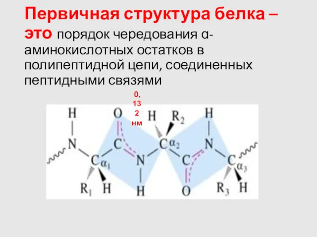 Первичная структура белка – это порядок чередования ɑ-аминокислотных остатков в