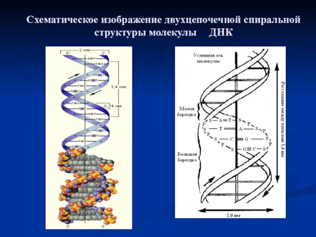 Схематическое изображение двухцепочечной спиральной структуры молекулы ДНК