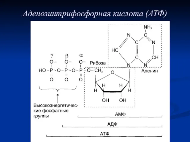 Аденозинтрифосфорная кислота (АТФ)
