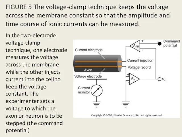 FIGURE 5 The voltage-clamp technique keeps the voltage across the