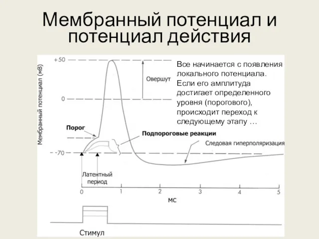 Мембранный потенциал и потенциал действия Все начинается с появления локального