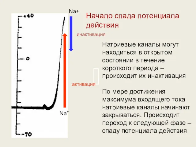 Натриевые каналы могут находиться в открытом состоянии в течение короткого