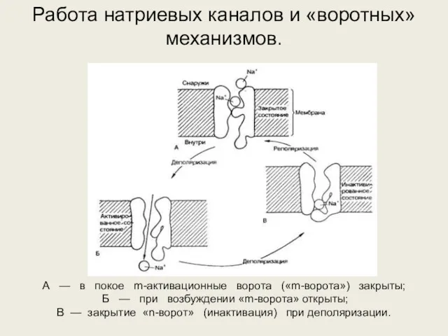 А — в покое m-активационные ворота («m-ворота») закрыты; Б —
