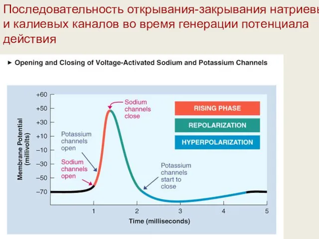 Последовательность открывания-закрывания натриевых и калиевых каналов во время генерации потенциала действия