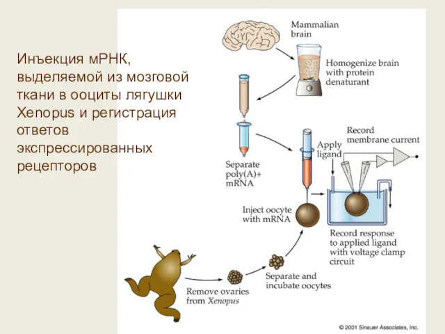 Инъекция мРНК, выделяемой из мозговой ткани в ооциты лягушки Xenopus и регистрация ответов экспрессированных рецепторов