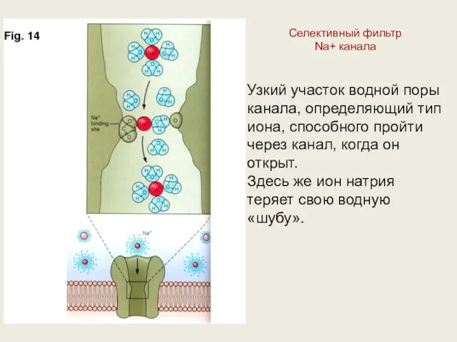 Селективный фильтр Na+ канала Узкий участок водной поры канала, определяющий