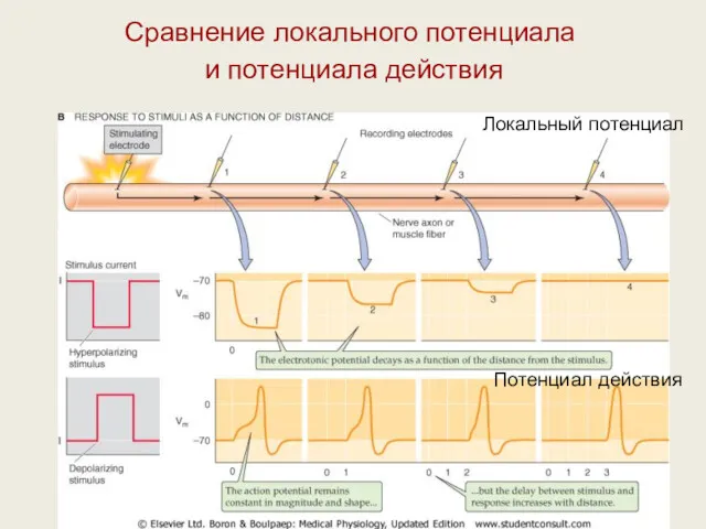 Сравнение локального потенциала и потенциала действия Локальный потенциал Потенциал действия