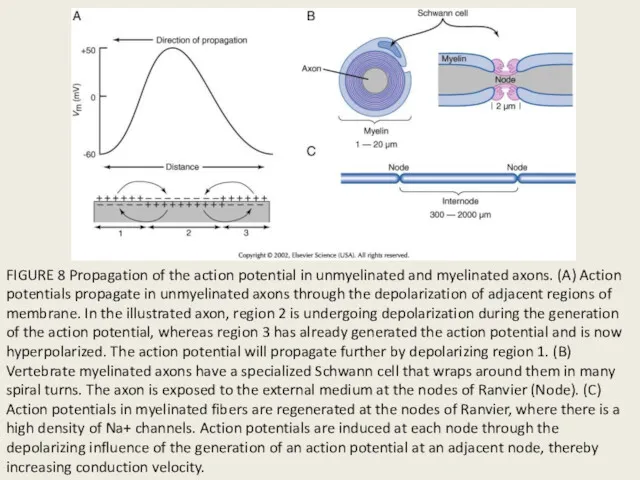 FIGURE 8 Propagation of the action potential in unmyelinated and