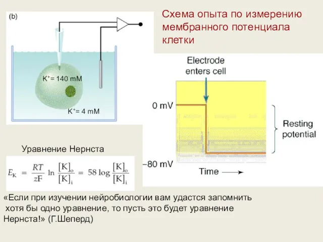 Схема опыта по измерению мембранного потенциала клетки K+= 140 mM