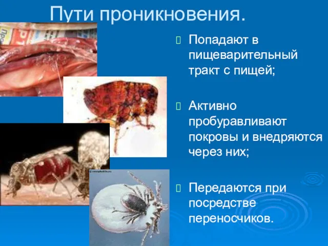 Пути проникновения. Попадают в пищеварительный тракт с пищей; Активно пробуравливают