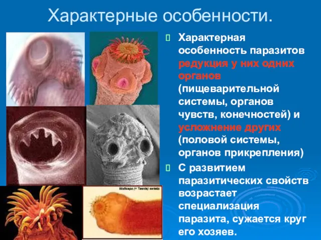 Характерные особенности. Характерная особенность паразитов редукция у них одних органов(пищеварительной