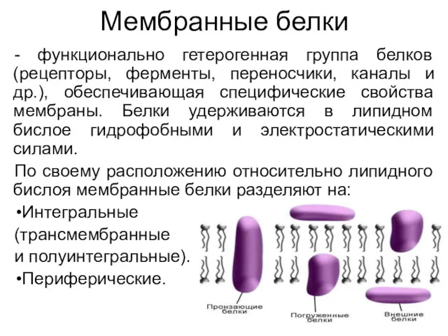 Мембранные белки - функционально гетерогенная группа белков (рецепторы, ферменты, переносчики,