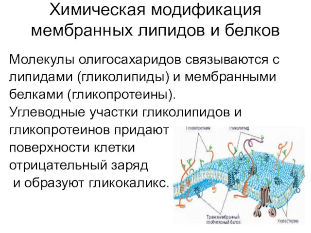 Химическая модификация мембранных липидов и белков Молекулы олигосахаридов связываются с липидами (гликолипиды) и