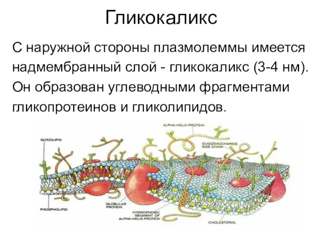 Гликокаликс С наружной стороны плазмолеммы имеется надмембранный слой - гликокаликс