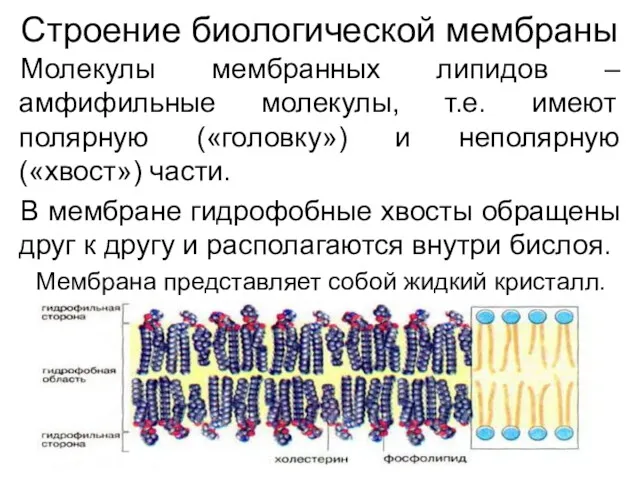 Строение биологической мембраны Молекулы мембранных липидов – амфифильные молекулы, т.е. имеют полярную («головку»)