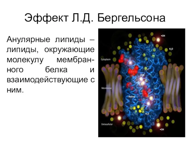 Эффект Л.Д. Бергельсона Анулярные липиды – липиды, окружающие молекулу мембран-ного белка и взаимодействующие с ним.