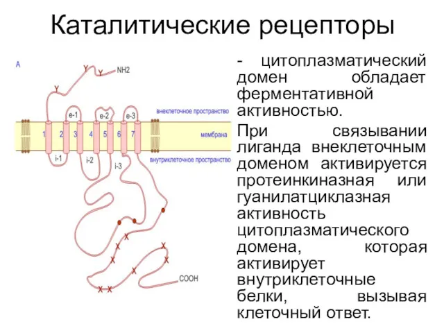 Каталитические рецепторы - цитоплазматический домен обладает ферментативной активностью. При связывании лиганда внеклеточным доменом