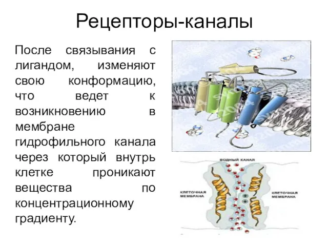 Рецепторы-каналы После связывания с лигандом, изменяют свою конформацию, что ведет к возникновению в