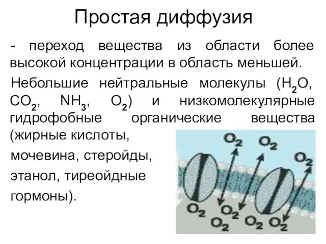 Простая диффузия - переход вещества из области более высокой концентрации в область меньшей.