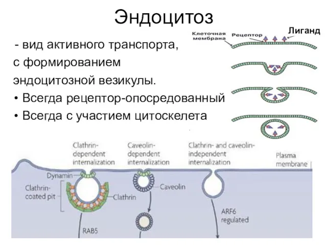 Эндоцитоз вид активного транспорта, с формированием эндоцитозной везикулы. Всегда рецептор-опосредованный Всегда с участием цитоскелета