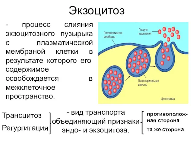 Экзоцитоз - процесс слияния экзоцитозного пузырька с плазматической мембраной клетки в результате которого