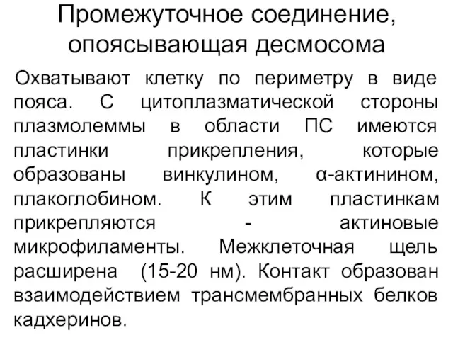 Промежуточное соединение, опоясывающая десмосома Охватывают клетку по периметру в виде