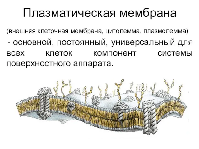 Плазматическая мембрана (внешняя клеточная мембрана, цитолемма, плазмолемма) основной, постоянный, универсальный для всех клеток