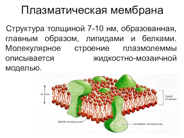 Плазматическая мембрана Структура толщиной 7-10 нм, образованная, главным образом, липидами и белками. Молекулярное