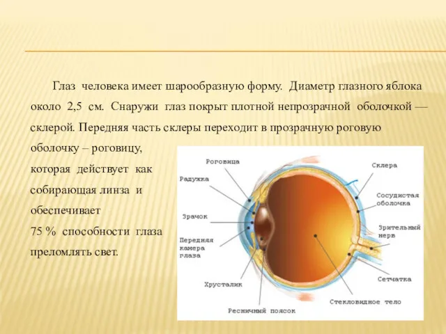 Глаз человека имеет шарообразную форму. Диаметр глазного яблока около 2,5