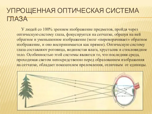 УПРОЩЕННАЯ ОПТИЧЕСКАЯ СИСТЕМА ГЛАЗА У людей со 100% зрением изображение