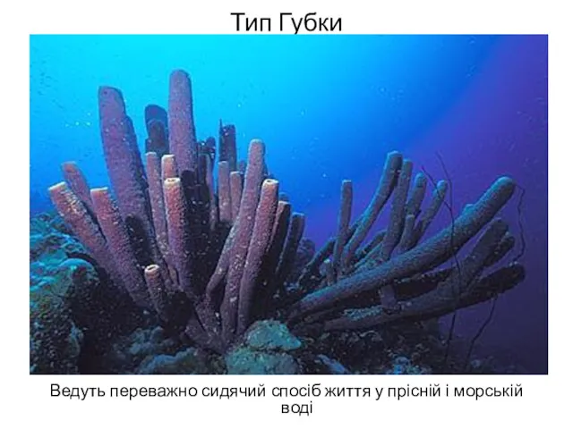 Тип Губки Ведуть переважно сидячий спосіб життя у прісній і морській воді