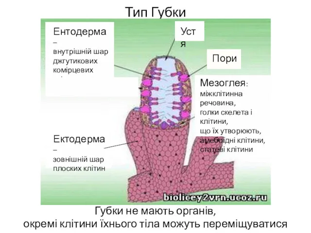 Тип Губки Губки не мають органів, окремі клітини їхнього тіла можуть переміщуватися Пори