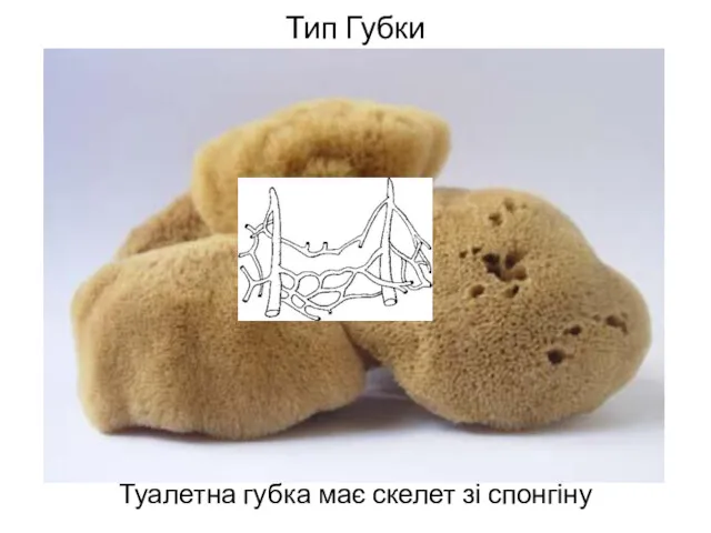 Тип Губки Туалетна губка має скелет зі спонгіну