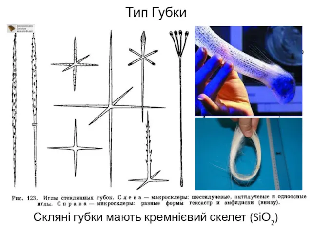 Тип Губки Скляні губки мають кремнієвий скелет (SіО2)