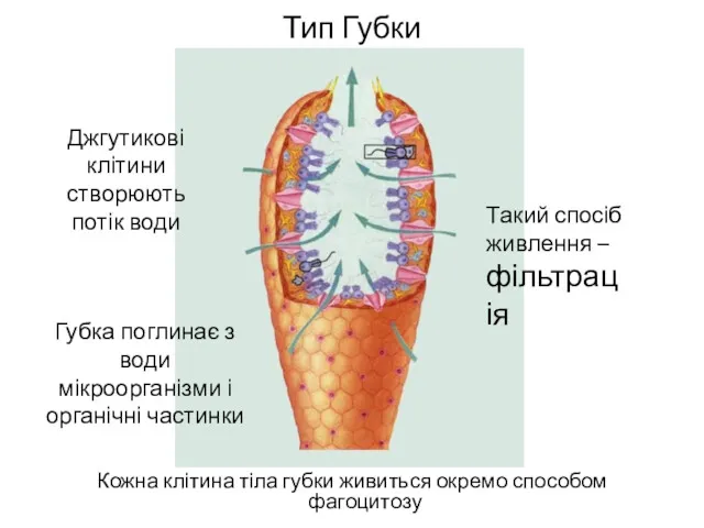 Тип Губки Кожна клітина тіла губки живиться окремо способом фагоцитозу Джгутикові клітини створюють