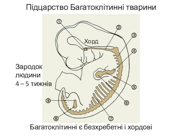 Підцарство Багатоклітинні тварини Багатоклітинні є безхребетні і хордові Хорда Зародок людини 4 – 5 тижнів