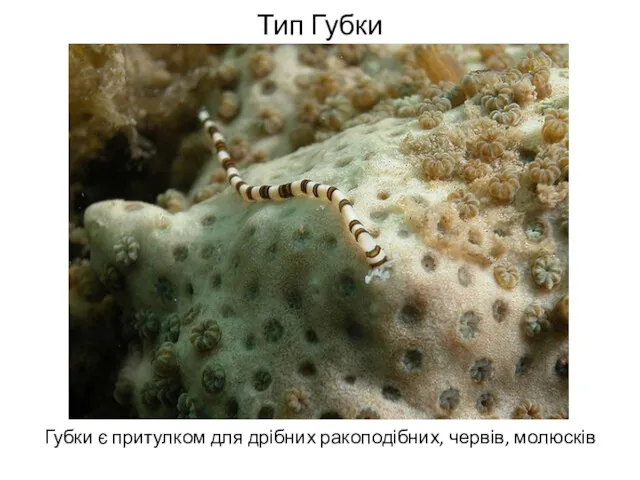 Тип Губки Губки є притулком для дрібних ракоподібних, червів, молюсків