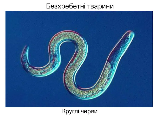 Безхребетні тварини Круглі черви