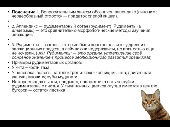 Пояснение.1. Вопросительным знаком обозначен аппендикс (синоним: червеобразный отросток — придаток слепой кишки). 2.