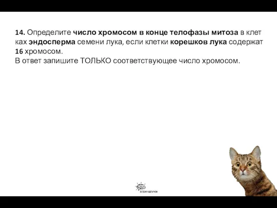 14. Определите число хро­мо­сом в конце те­ло­фа­зы митоза в клет­ках эндосперма се­ме­ни лука,