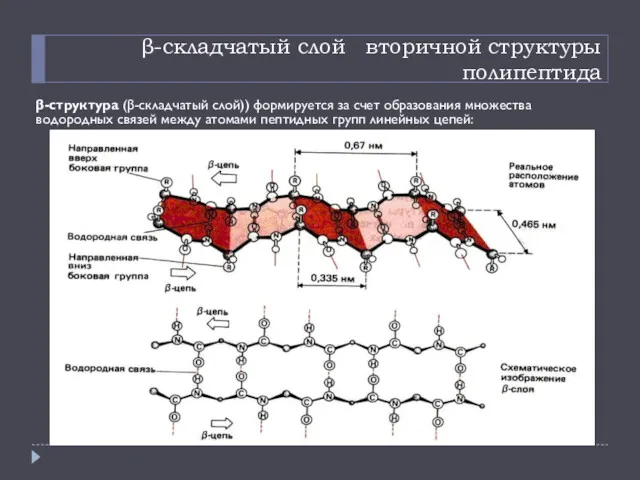 β-складчатый слой вторичной структуры полипептида β-структура (β-складчатый слой)) формируется за счет образования множества